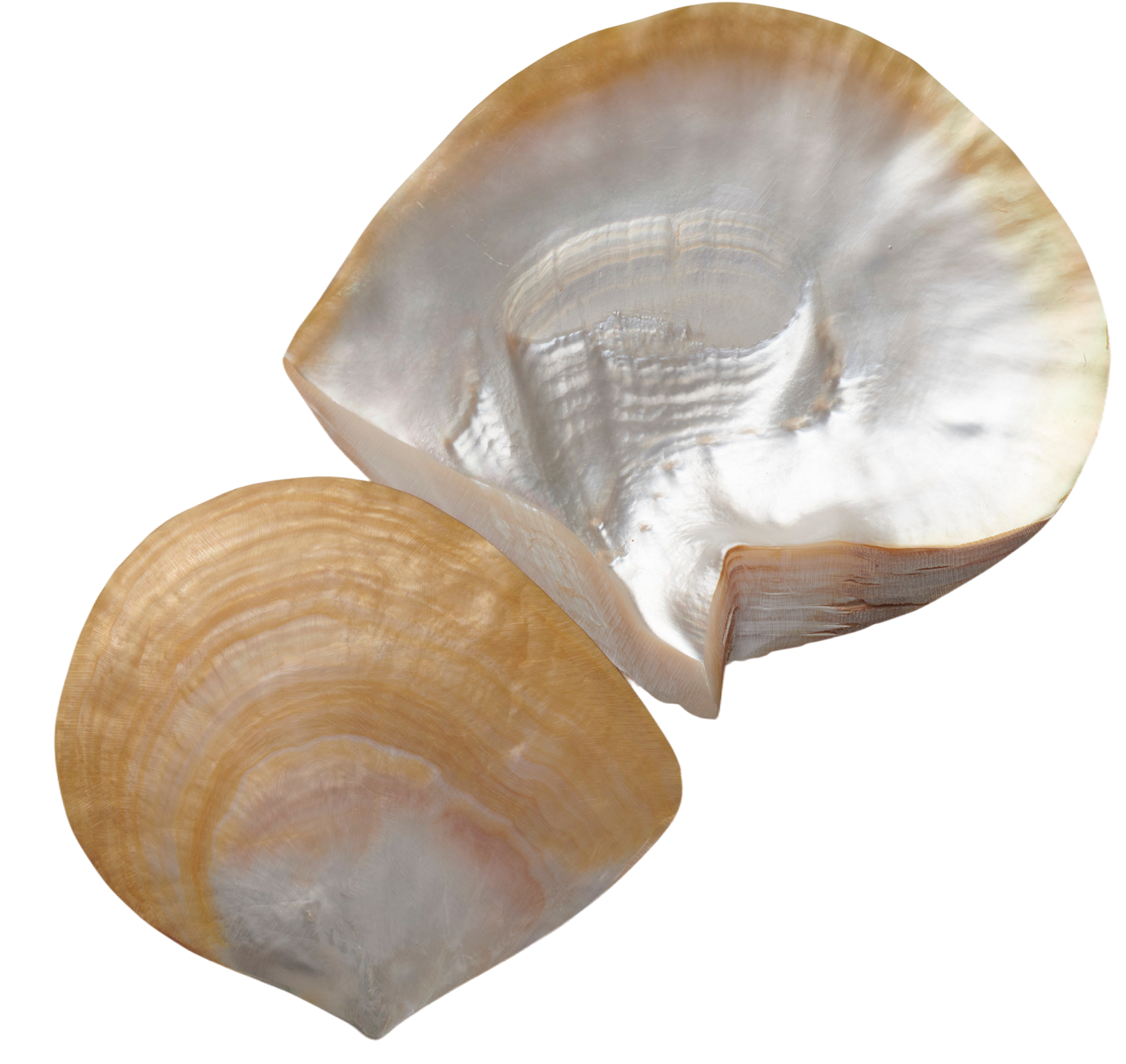 Origine marine — MEGA BIOPHARMA